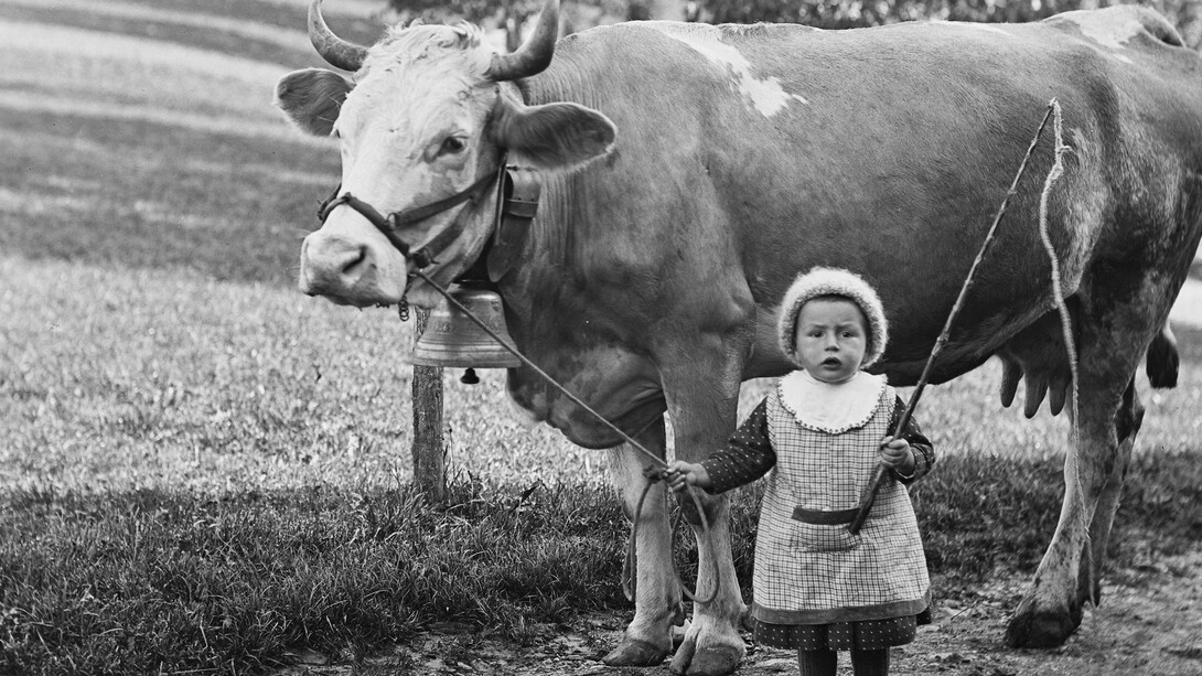 Little girl holding a cow by a halter. Photograph by Johann Schär, Gondiswil BE.
© Staatsarchiv des Kantons Bern