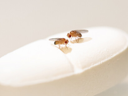 Anti-aging drug rapamycin might only benefit female fruit flies