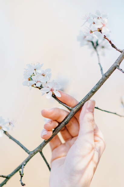 O ritmo da natureza: a primeira flor