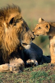 The lions of Sasan Gir