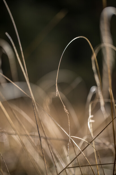 In the Garden V, ph. Michael Stillwater
