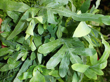 «Polypodium leucotomos»
