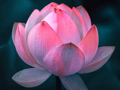 Flor de loto, en la India llamada padma en sánscrito. Los principales dioses y diosas nacieron en padmas o lotos