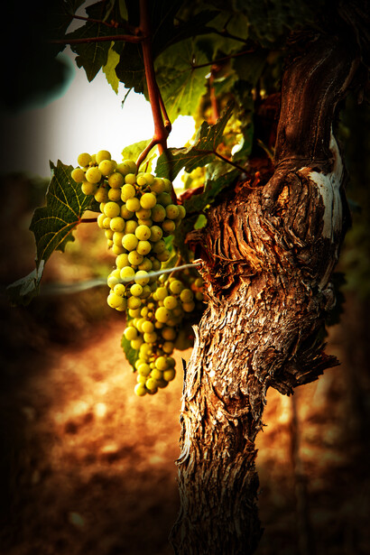 Vigneto. La zona del Negroamaro racchiude il Salento, fra le provincie di Taranto, Lecce e Brindisi