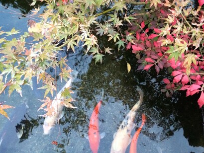 Forever Museum of Contemporary Art garden view © Alma Reyes