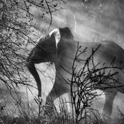 Sebastião Salgado. Courtesy of Museum für Gestaltung