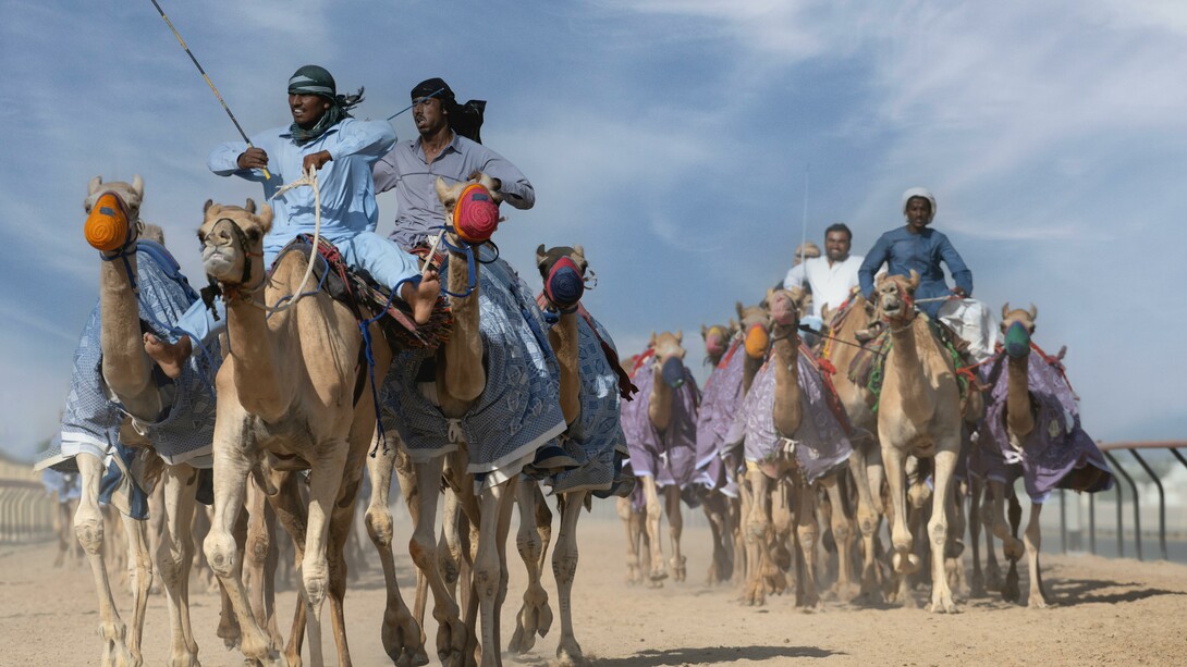 Fantasia, The Tbourida, a major component of Moroccan ancestral heritage