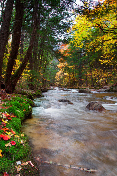 Stream of Leaves, United States, New Hampshire, White Mountains, Fall Time © Chris Ford