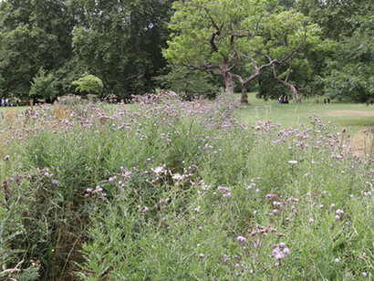 Small wild patches in London's Green Park contrast with mown grassland and parkland © Gehan de Silva Wijeyeratne