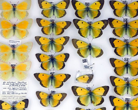Entomology collections. Courtesy Natural History Museum 