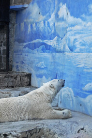 Sadly, unhealthy and dreary polar bear enclosures such as this still exist. Chile’s only polar bear “Taco” died in 2015 at the age of 18 at the National Zoo in Santiago. For years, activists protested its captivity in the capital with blockades and burning barricades. (Photo by Aldo Fontana)