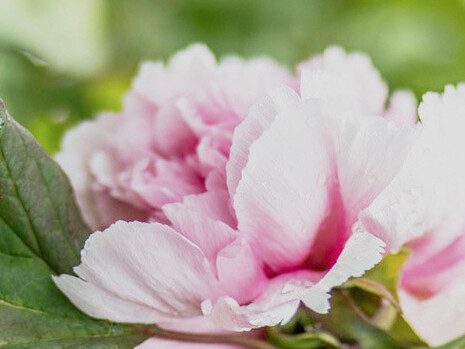 Fresh blossom, ph. Michael Stillwater