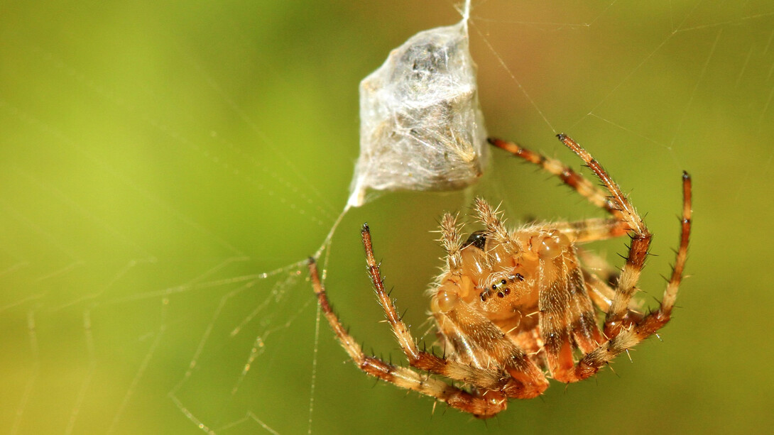 ¿Qué nos mueve a utilizar la tecnología y las redes?