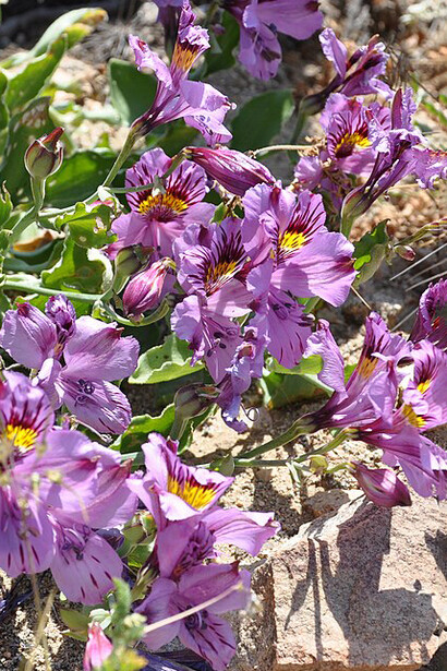 Milagrosamente, el suelo inerte y polvoriento se cubrió de flores