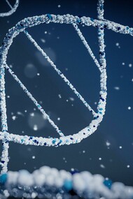 Lo studio riporta il processo che è partito da una proteina che non ha alcuna funzione pratica a una in grado di legare il DNA