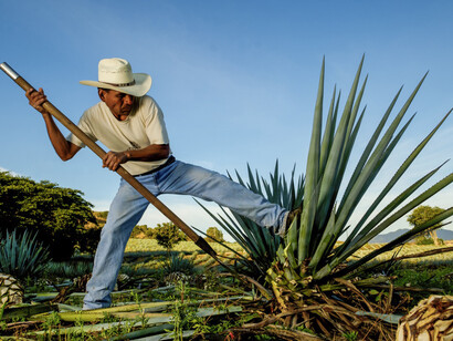Estrazione del tronco dell'agave
