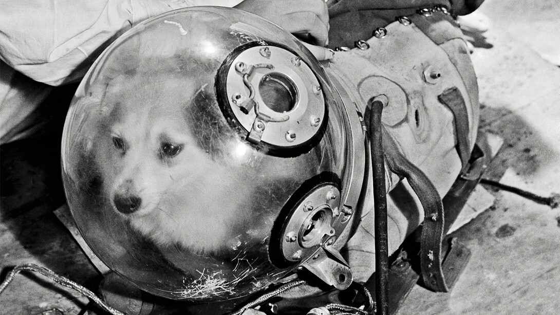 Un cane spaziale sovietico in tuta pressurizzata e maschera di vetro acrilico. La scelta di
sole femmine era dettata sia per le loro piccole dimensioni e docilità, ma anche per il
design delle tute spaziali. © Agenzia di stampa ITAR-TASS