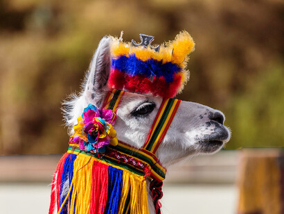 Cabeza de lama en Ipiales, Colombia. Los camélidos tienen un ancestro común que vivió en América del Norte hace 45 millones de años, lo que significa que su origen no está en África ni en Asia, como suele pensarse