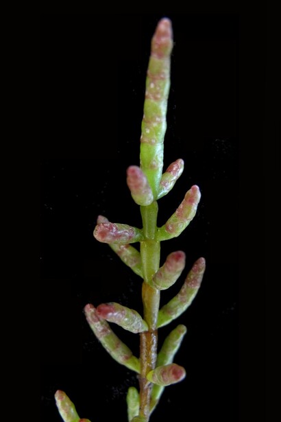 Da secoli, è impiegata nella medicina popolare per le sue proprietà anti-infiammatorie e per stimolare la digestione, oltre che per trattare problemi cutanei grazie ai suoi elementi nutrienti