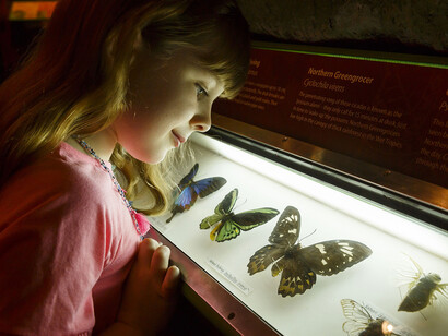 Enchanted rainforest, exhibition view. Courtesy of Queensland Museum Tropics