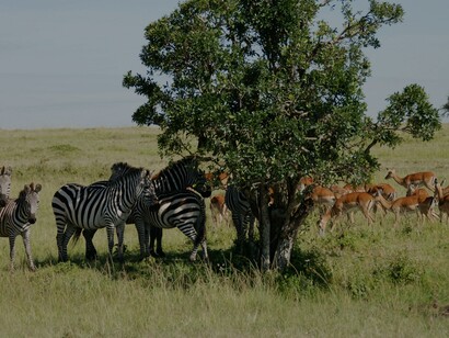 Manada de zebras e impalas no Mikumi National Park, na Tanzânia