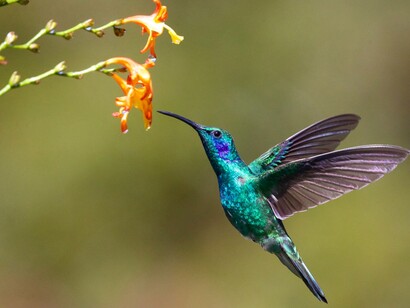Un colibrì in volo. Come il colibrì, uccello piccolo e veloce, sbatte follemente le ali per rimanere fermo sempre allo stesso punto, mentre la vita e le relazioni cambiano inevitabilmente