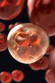 Ilustración de la meiosis, proceso de reproducción celular en el que las proteínas, en tanto que elementos constitutivos de los cromosomas, juegan un papel fundamental
