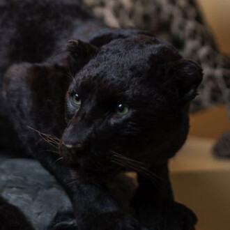 The Animal Kingdom on Earth. Courtesy of Haus der Natur 