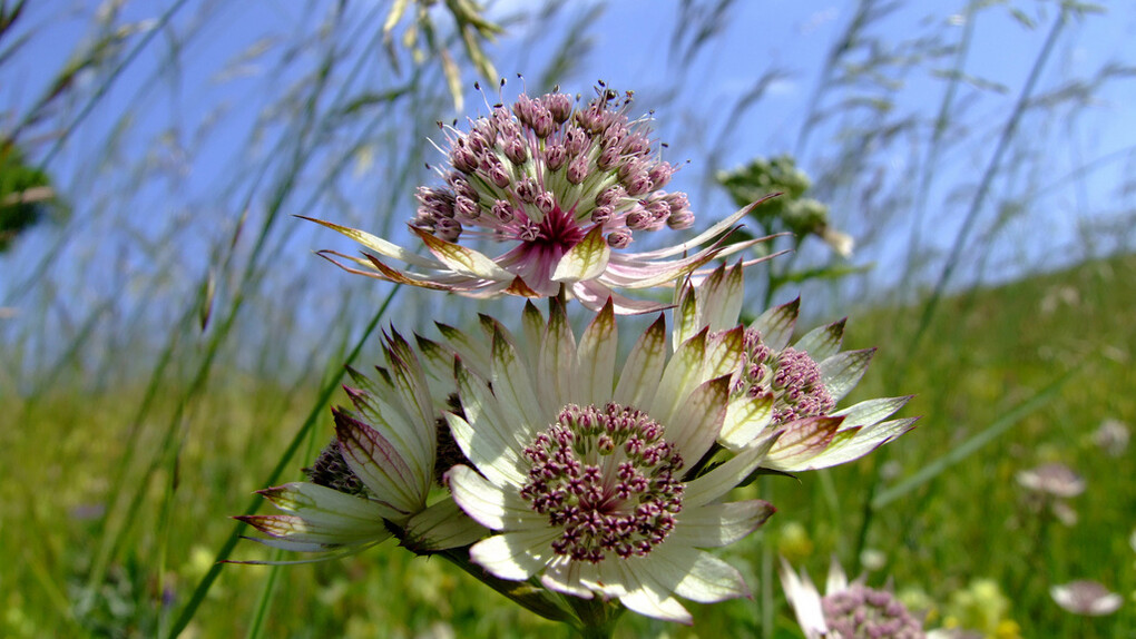 Fiori alpini
