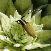 Agapanthia (Synthapsia) kirbyi Gyllenhal, Photo Saltini Lucio; Courtesy GMSN