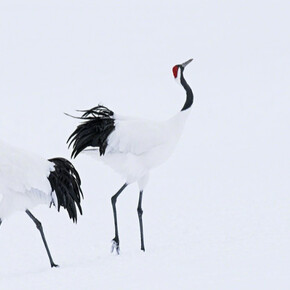 Greenwich Winter Sale & Giving Days. Courtesy of Isabella Garrucho Fine Art