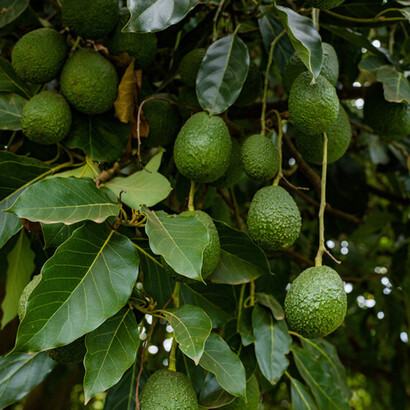 Frutti di avocado ancora non maturi