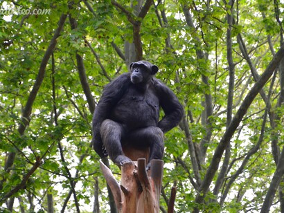 A chimpanzee on a tree