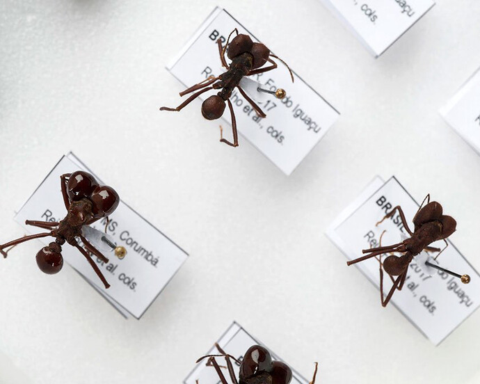 Superbugs. Courtesy of Science Museum