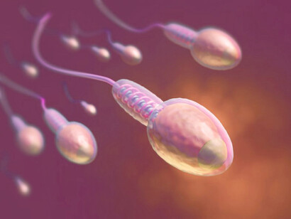 Grupo de espermatozoides