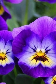 La viola