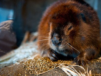 Castor. Courtesy of Science Nord