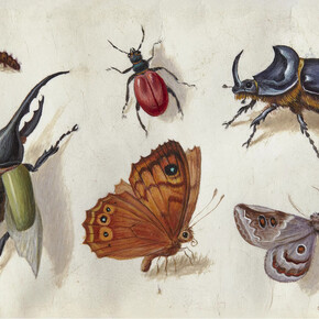 Jan van Kessel d. Ä. (zugeschrieben), Tableau mit insekten (detail), um 1660. Mit freundlicher genehmigung des Arp Museums