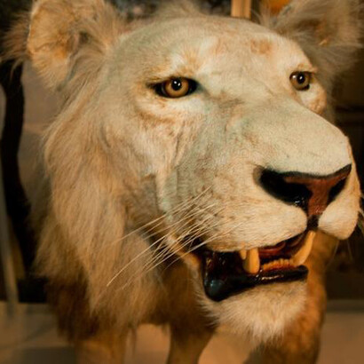 Africa Gallery. Courtesy of Harvard Museum of Natural History