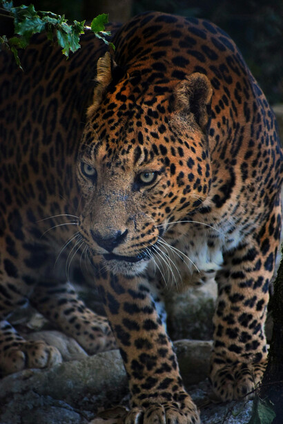 A Leopard on hunting mode at the Sanctuary, India