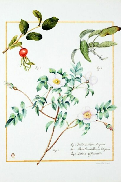 Rosa canina, acquerello
