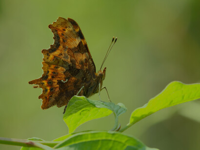 Comma backlit and on territorial perch © Gehan de Silva Wijeyeratne