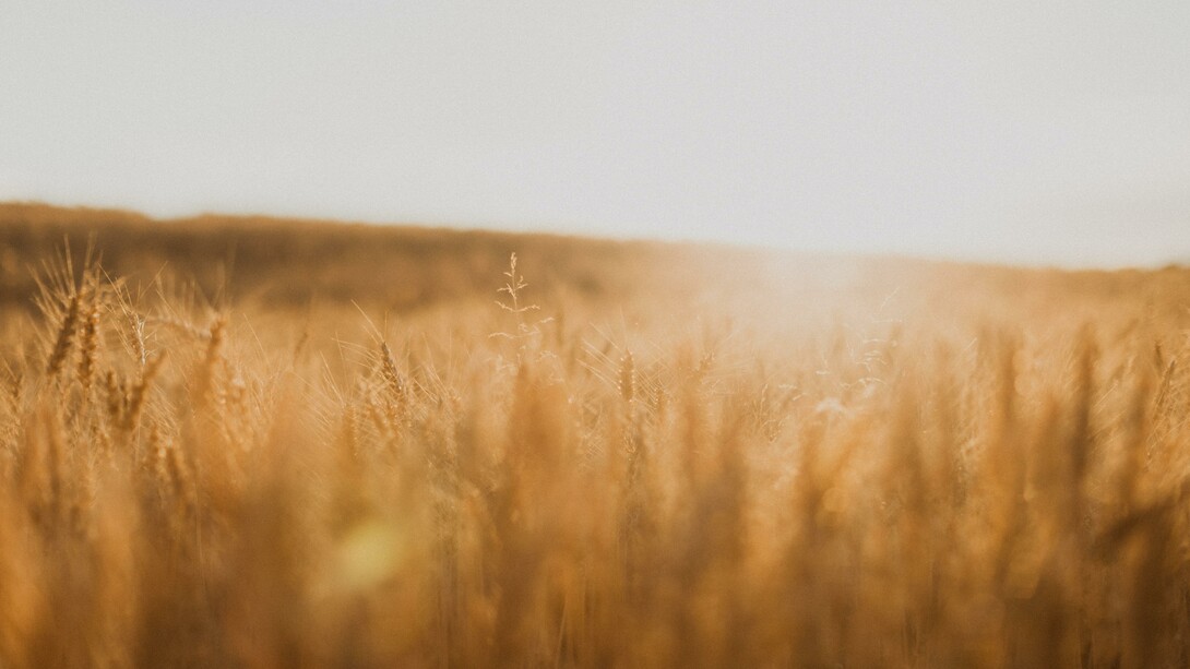 Las cabañuelas de agosto