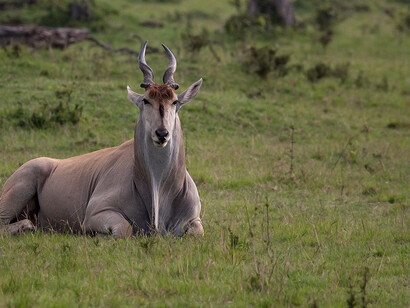 Antilope
