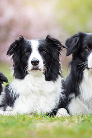 Il cane è presente sulla Terra da più di 135.000 anni 