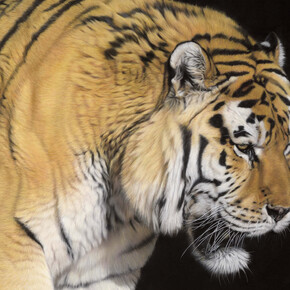 Gary Stinton, Amur Tiger - Close Encounter III, Pastel on museum board, Signed, 40 x 36ins (101.5 × 91.5 cm)