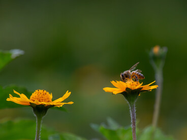 Las abejas sin aguijón son consideradas auténticas guardianas del bosque, ya que su supervivencia depende de la salud y diversidad de la selva