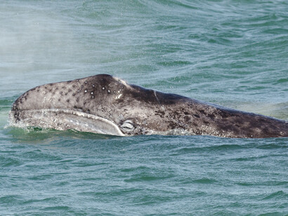 Grey Whale ©  Chris Breen  (Wildlife Worldwide)