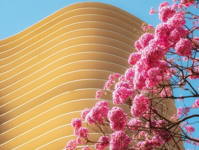 As linhas curvas do edifício contrastam com os cachos de flores cor-de-rosa que ocupam o primeiro plano. Natureza e arquitetura dividem o mesmo espaço, revelando uma das tensões presentes na construção das paisagens urbanas contemporâneas: transformar sem necessariamente apagar os elementos que já existem