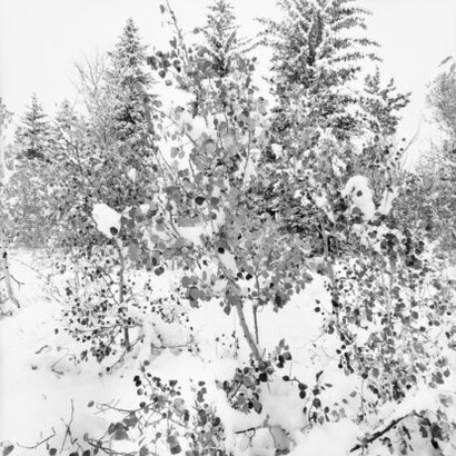 LEE FRIEDLANDER, Grand Teton National Park, Wyoming, 2009. Courtesy of Fraenkel Gallery